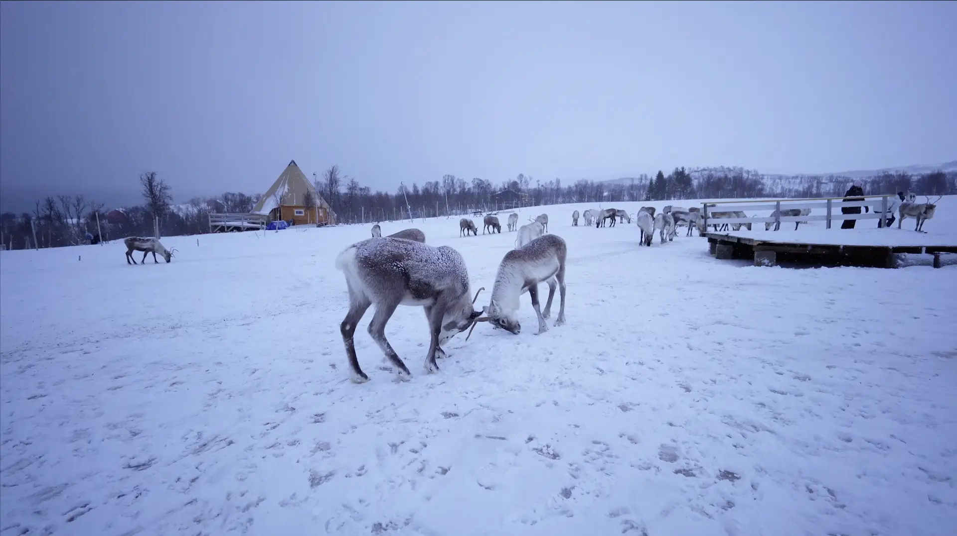 Sami Culture and Reindeer Experience